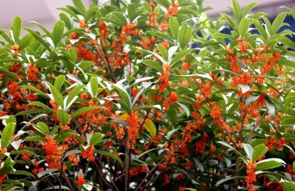 “春晖遍四方”，“丹桂飘香”这两个词语分别是什么意思？