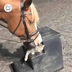 周一内涵囧图云飞系列 MV跳舞精髓就是不停秀曲线