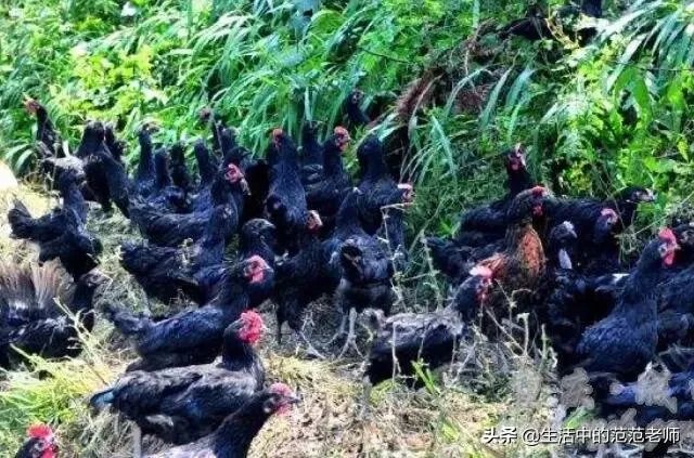 树林里养鸡怎么样？