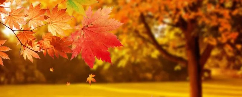 立秋应该吃什么