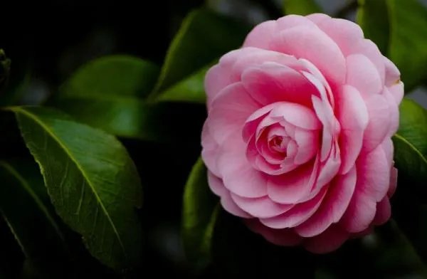 大理为什么有风花雪月这说?