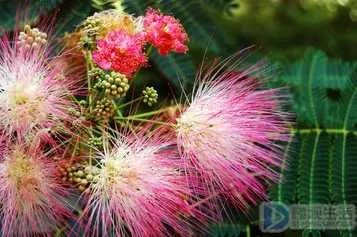 含羞草该怎么养