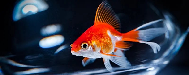 梦见捉鱼是什么意思 梦见捉鱼代表什么预兆