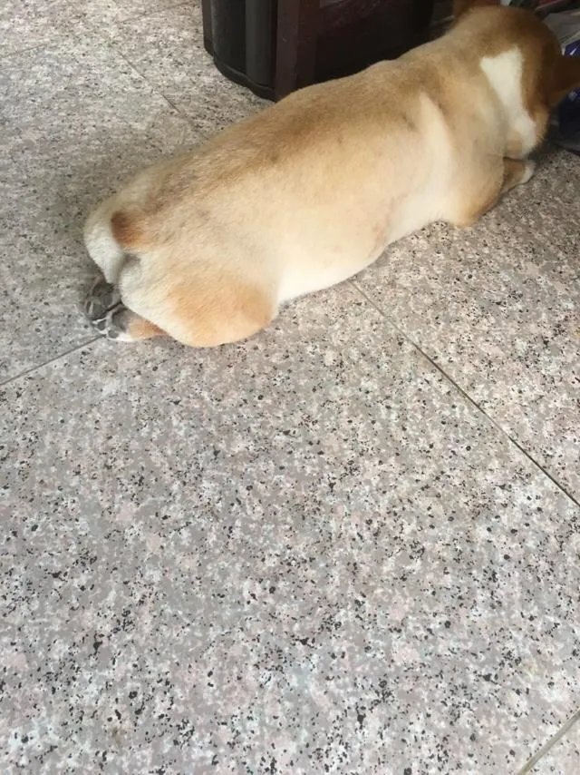 柯基5个月一天能跑多少公里