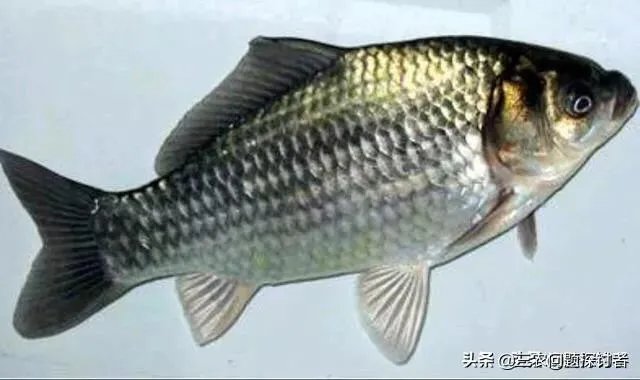 鱼塘随便放三四条小鲫鱼能繁殖越来越多吗？