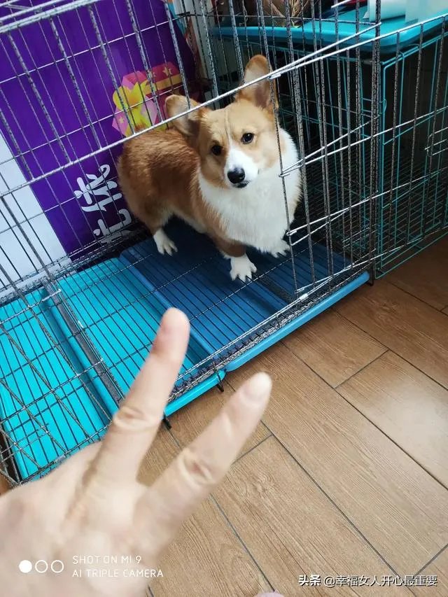 养一只柯基一年大概要多少钱？