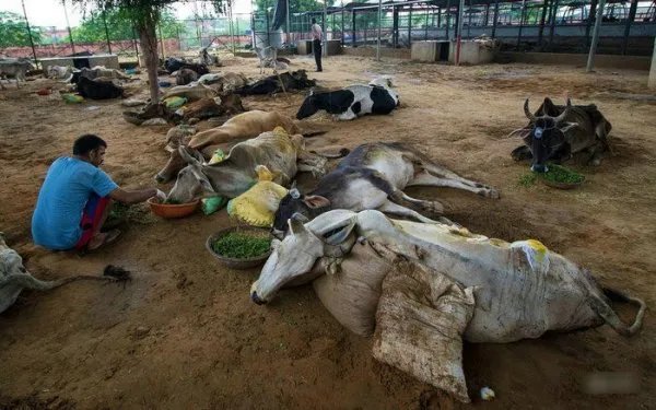 在印度牛被视为圣物不可以吃牛肉，最后牛是怎么处理的？