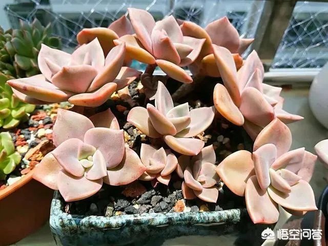 不同的多肉植物，在度夏时，有什么区别吗？