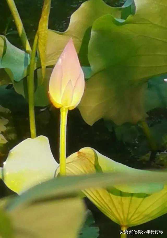 武汉金银潭医院院长身患渐冻症，妻子感染新型肺炎，在抗击疫情前线奋战了30余天，有什么办法可以帮助他？