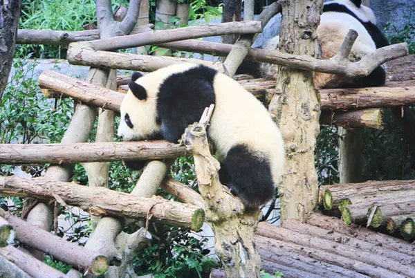 成都熊猫基地门票多少钱 成都大熊猫繁育研究基地门票