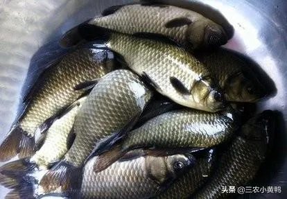 鱼塘随便放三四条小鲫鱼能繁殖越来越多吗？