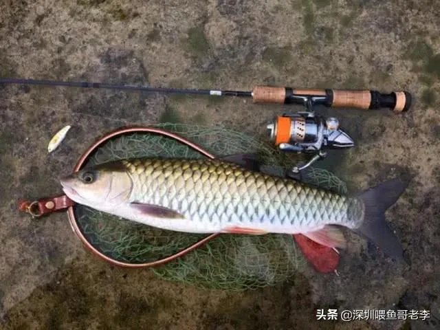 谁可以分享一下路亚钓鱼技巧？