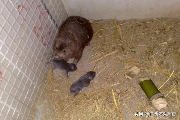 疫情后，竹鼠养殖前景会如何？