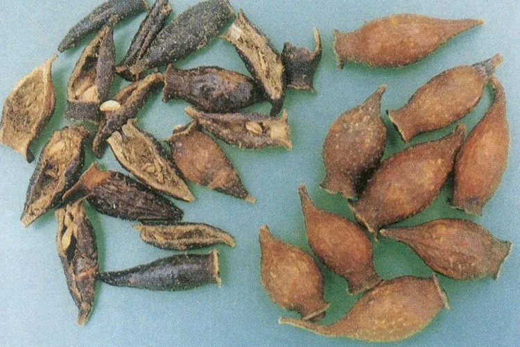 金樱子图片功效与作用