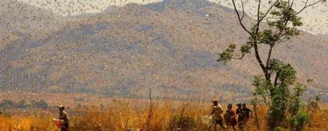 蝗灾时蝗虫真的吃人吗