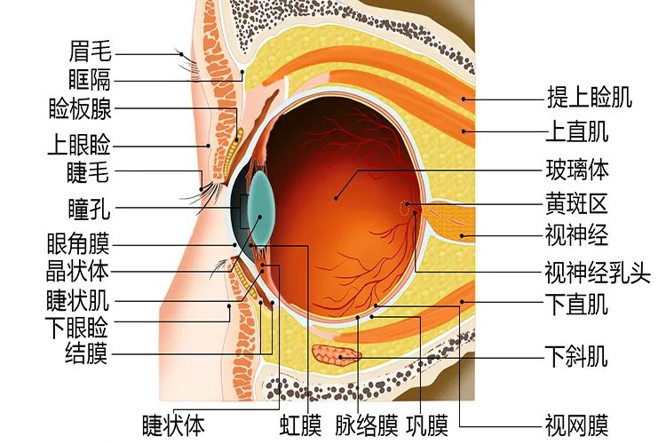 眼睛的结构图