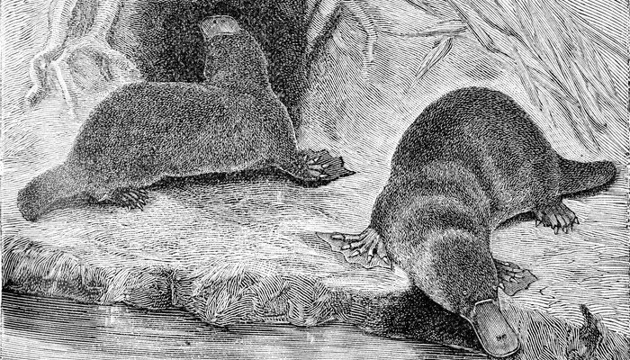 常见的活化石有哪些 常见的活化石有什么