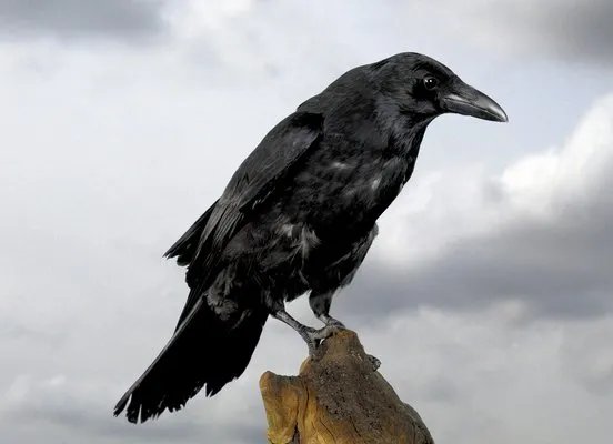 乌鸦一般黑 什么意思啊？