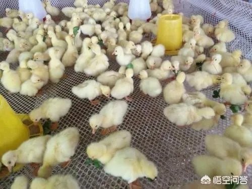 我的100天养鹅分享，第33天，如何保证育雏鹅苗运输途中安全？