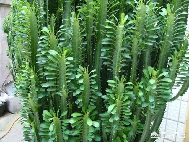 龙骨花和量天尺如何区分？