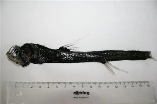 毒蛇鱼是不是鱼 毒蛇鱼有毒吗