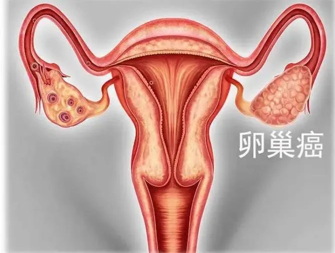 试管价格-spa蛇毒试管面膜多少钱？  spa试管面膜价格