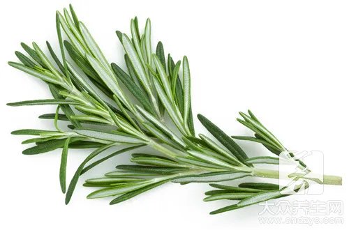  干柳蒿芽的作用与功效