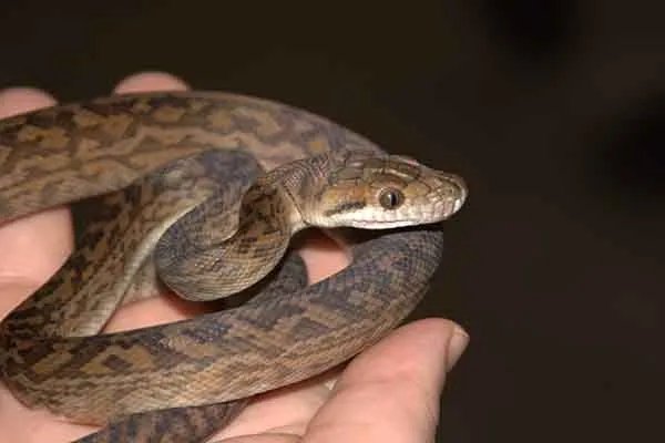 世界上最大的十种蛇，地毯蟒上榜，第一重量达250公斤