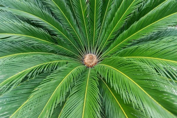 铁树一叶的功效与作用