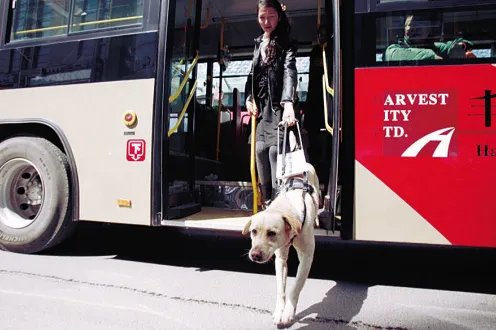 狗能坐公交车吗？