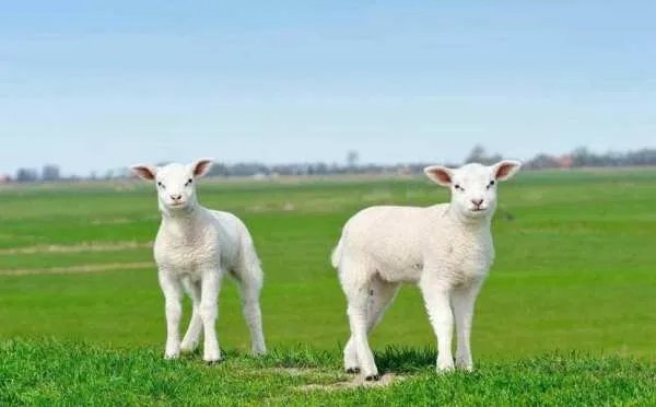 世界上最贵的羊332万元成交，这只羊为何这么贵？