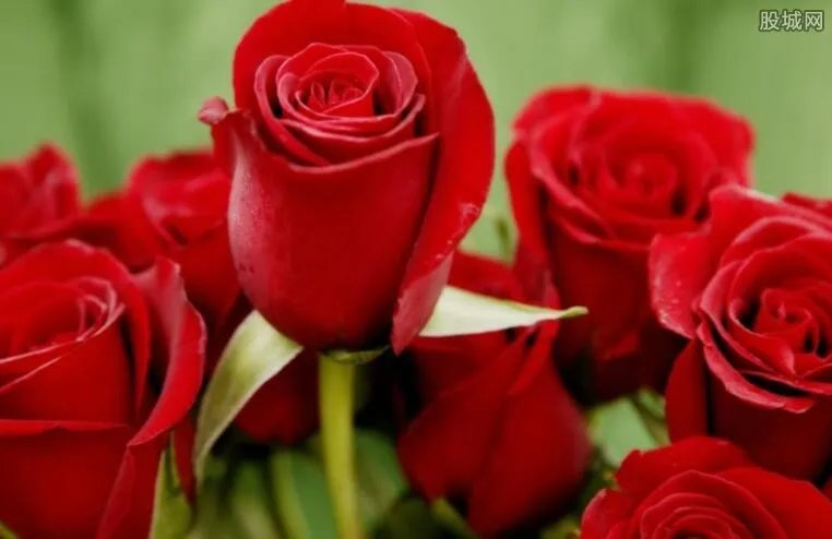 玫瑰花多少钱一朵 一般玫瑰花的进价是多少