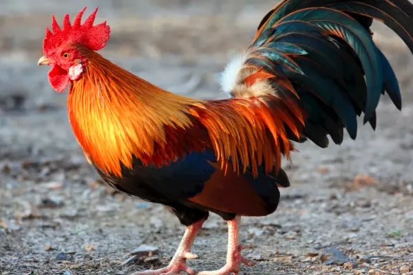 杀鸡取卵的意思解释