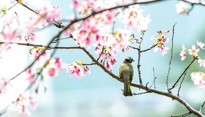 常见鸟类有哪些 常见鸟类有哪些名字
