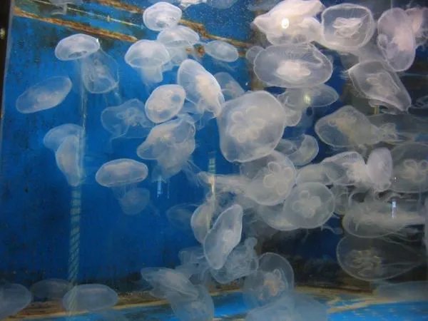 什么叫桃花水母？