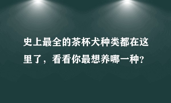 史上最全的茶杯犬种类都在这里了，看看你最想养哪一种？