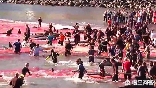 日本退出《全球禁止捕鲸公约》是出于政治目的还只是经济目的？