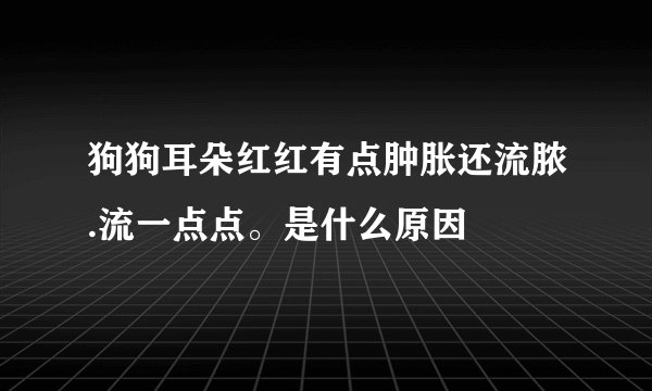 狗狗耳朵红红有点肿胀还流脓.流一点点。是什么原因