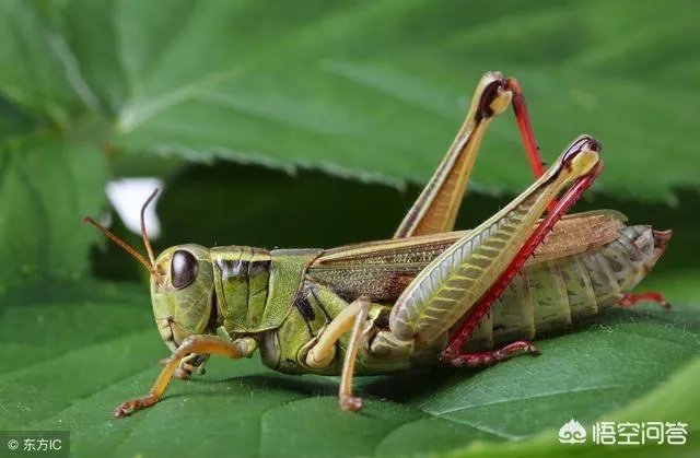 你认为农村养殖蝗虫前景怎么样?