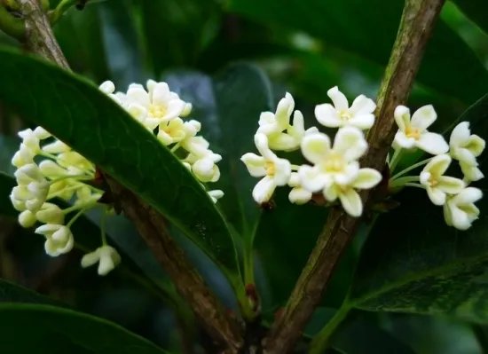 桂花几月开 不同品种的桂花开花时间是怎样的