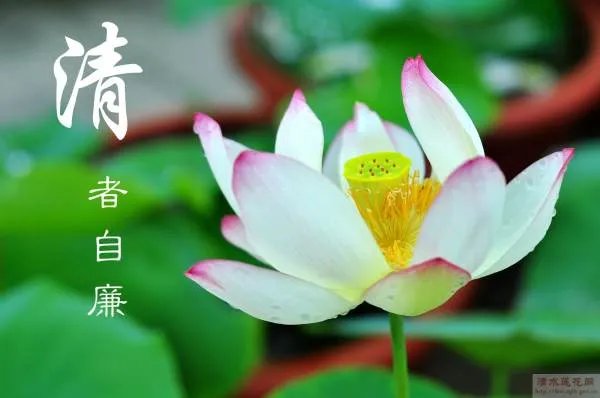 莲花网的莲花网简介