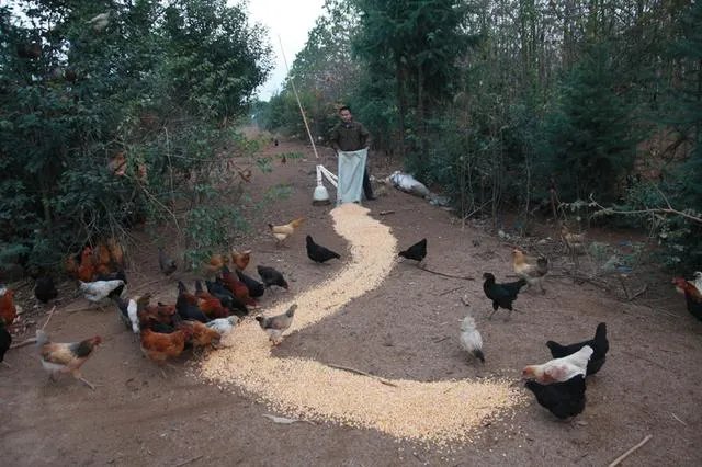 树林里养鸡怎么样？