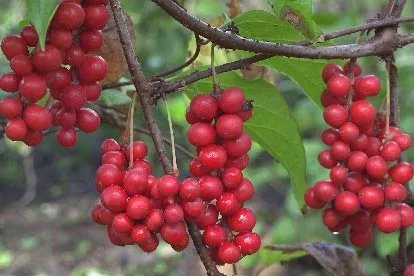 五味子是什么样的图片