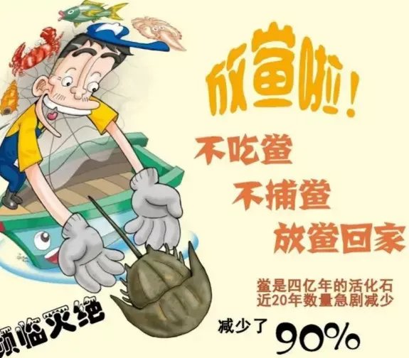 中华鲎能活多久？中华鲎最大能长多大