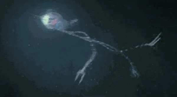 木卫二有海洋吗？有人说木卫二的海洋中存在类似海豚的生命，对吗？