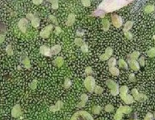 世界上最小的花,无根萍开出的花仅针眼大