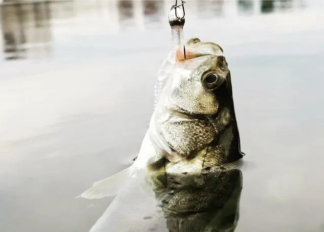 谁可以分享一下路亚钓鱼技巧？