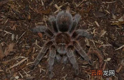 火玫瑰蜘蛛咬人吗？