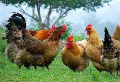 澳洲爆发H7N7禽流感，今年的地球到底怎么了