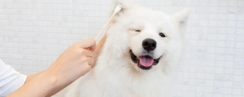 萨摩耶起名字大全 好听的萨摩耶狗名字